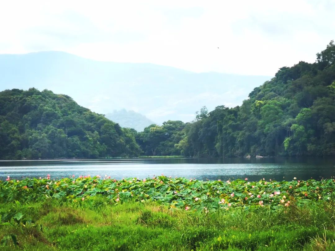 悦读——佤山的鸟儿：黑头公