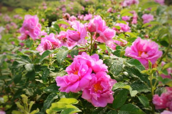 暑假肇庆旅游攻略,带上行囊出发吧