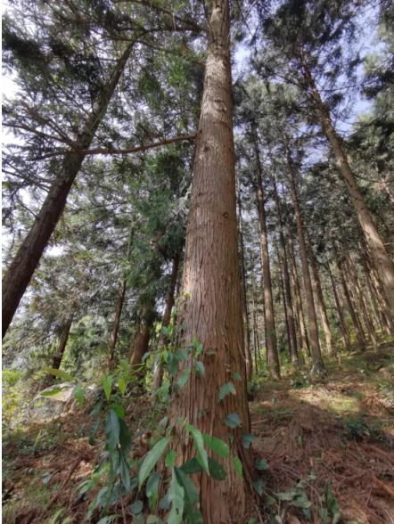 暑假肇庆旅游攻略,带上行囊出发吧