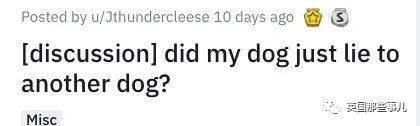 发现自家的狗一直在欺骗自己,网友发现一只很奇怪的狗