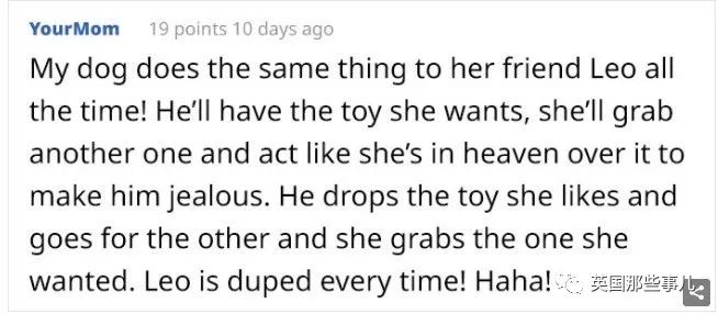 发现自家的狗一直在欺骗自己,网友发现一只很奇怪的狗