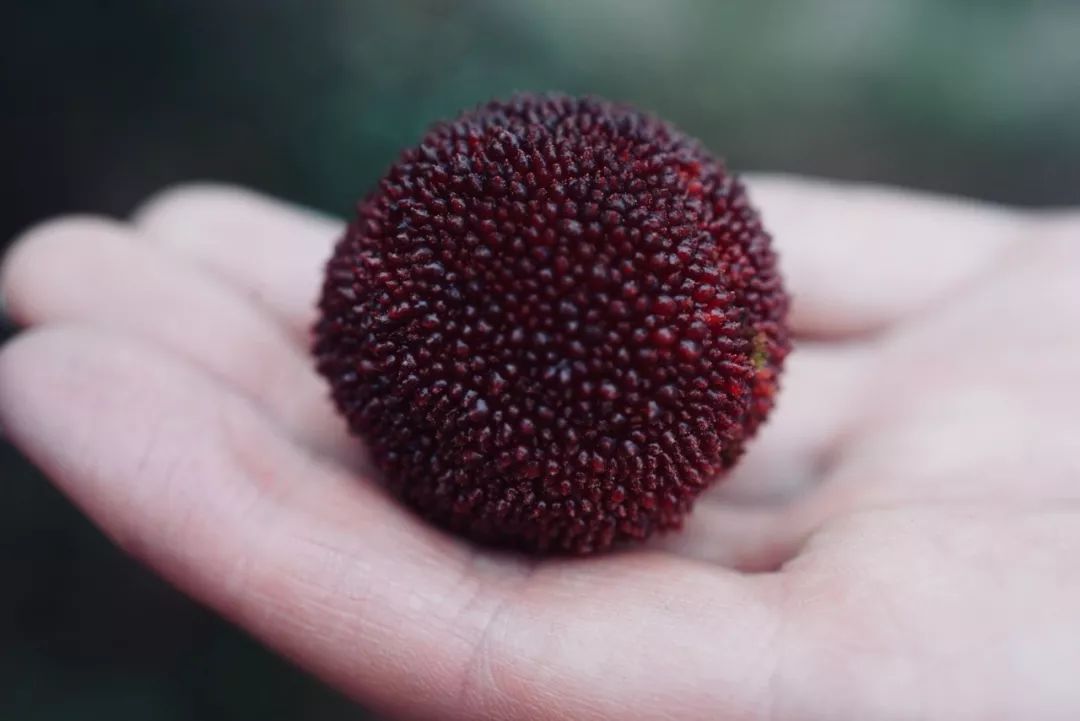 街头爆款小吃,小吃创业爆款项目