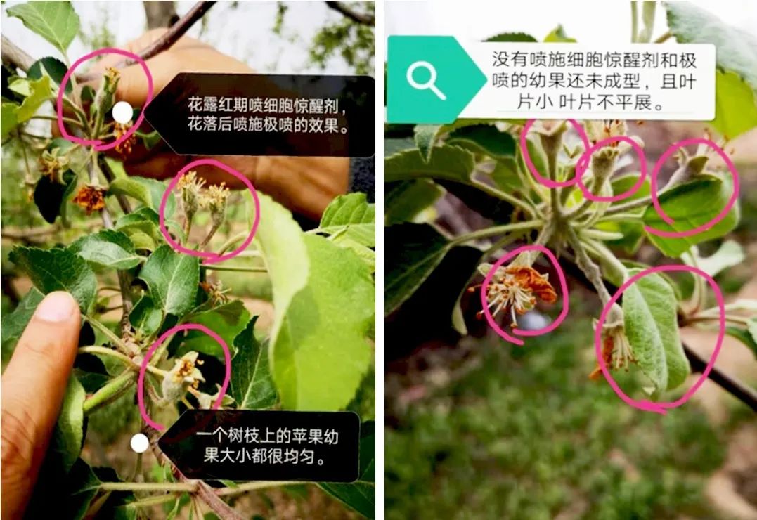 氮钾复合肥缓释肥,叶面喷雾缓释复合肥