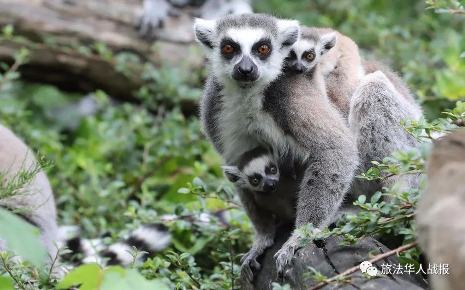 法国疫情最近新消息,法国最新的疫情