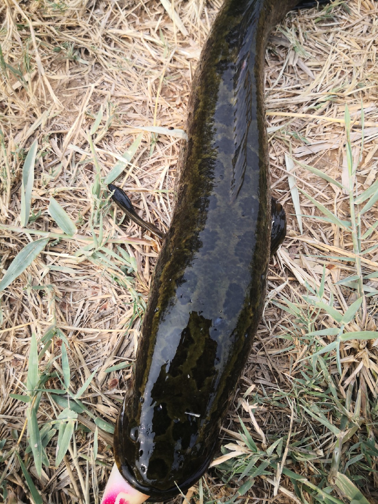 路亚怎么打黑的,路亚打黑怎样打