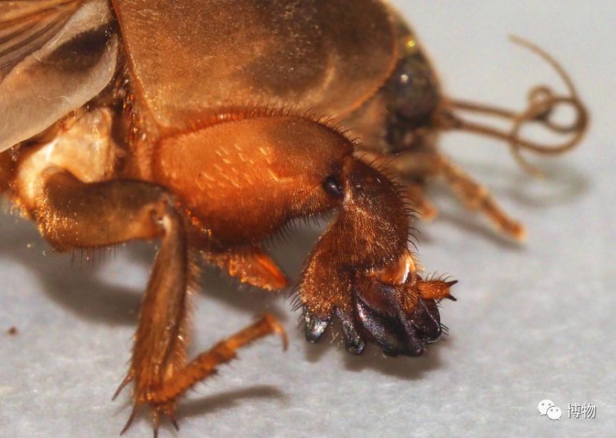 看见虫子动弹不得,看到虫走不动路