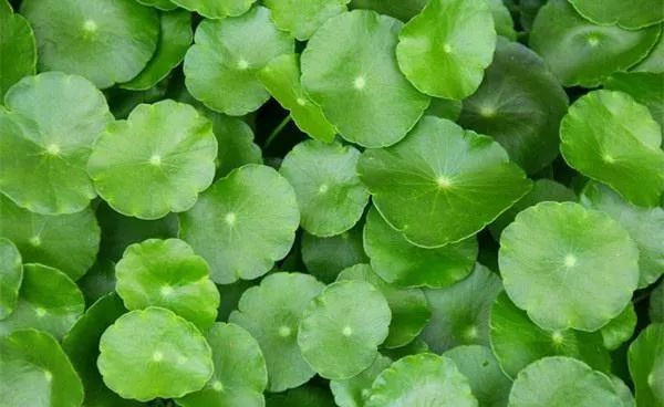 鼻头痘痘挤出来的白色物质是什么,团状红痘痘