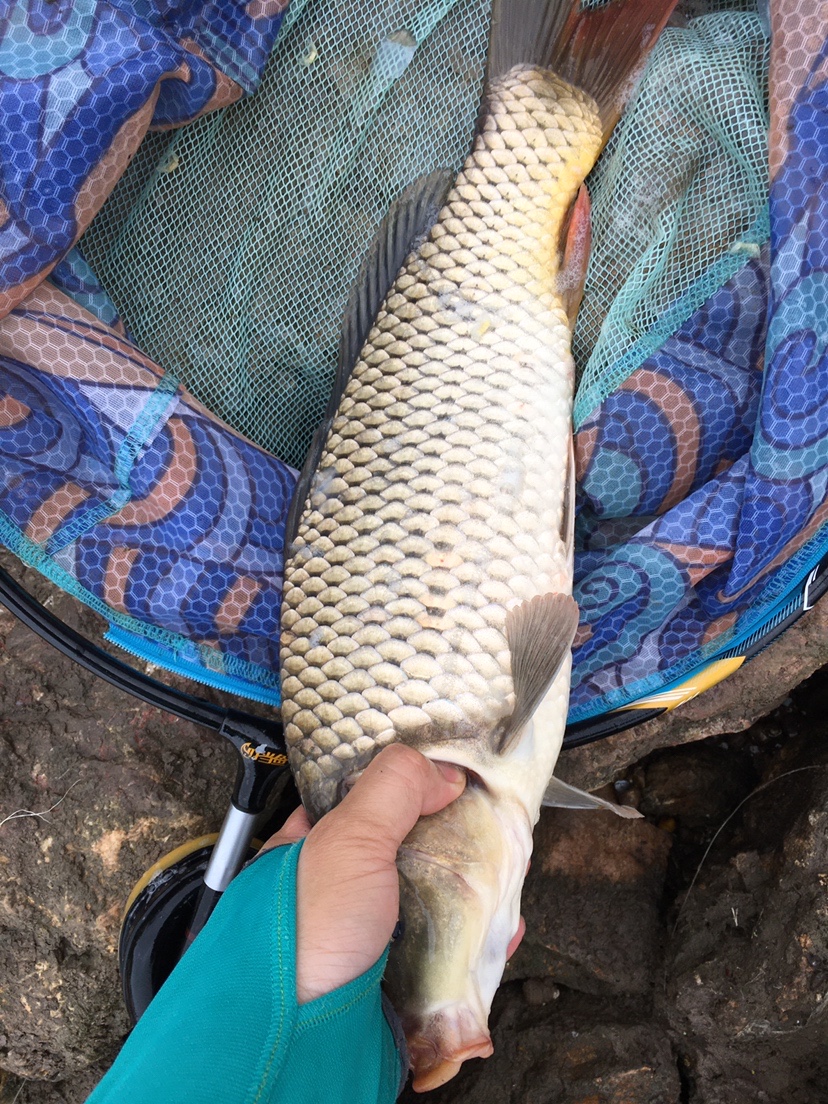 下雨天狂拔大鲫,雨天狂拉草鱼