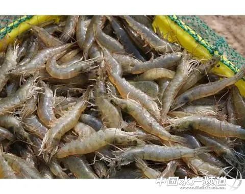 对虾养殖中苦参可以杀纤毛虫吗,白对虾纤毛虫药处理后怎么操作