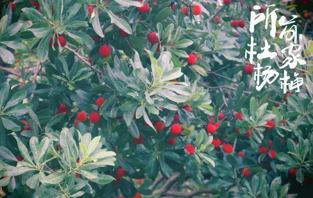 厉害了！把手机变成新农具，萧山所前女镇长带着村嫂直播带货！