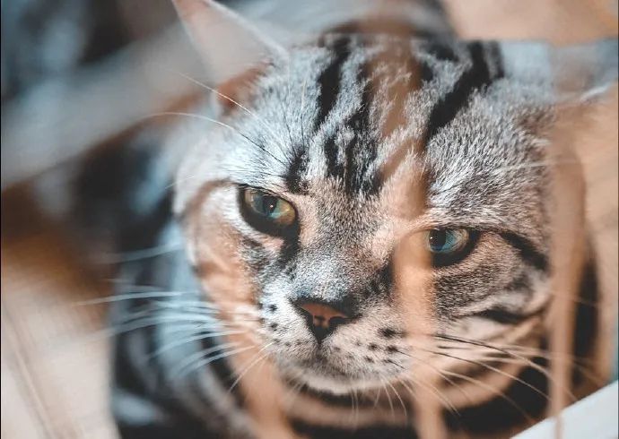 推荐几家下午茶餐,藏于山水间的下午茶推荐