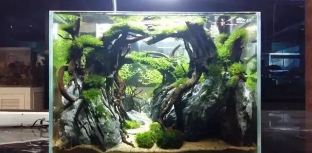 杜鹃根自然风格造景,杜鹃根原始森林造景