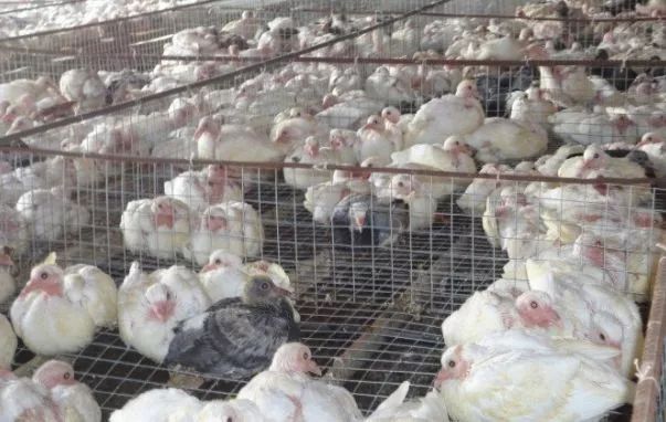 当今农村养殖什么最赚钱最好养,农村养殖业什么项目比较稳回本快