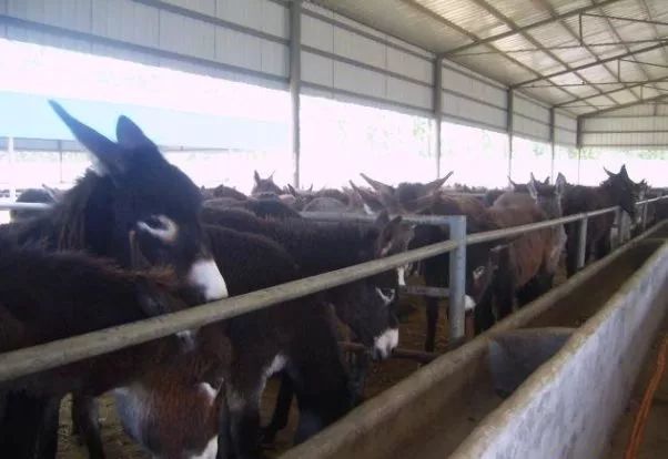 当今农村养殖什么最赚钱最好养,农村养殖业什么项目比较稳回本快