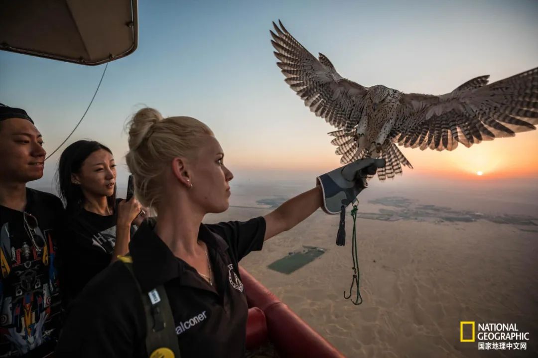 迪拜酋长养的动物,迪拜酋长养的土豪鸟