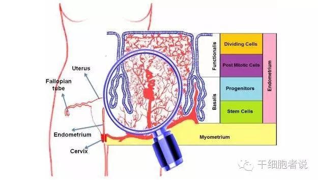 女性内膜干细胞,女性体内的干细胞