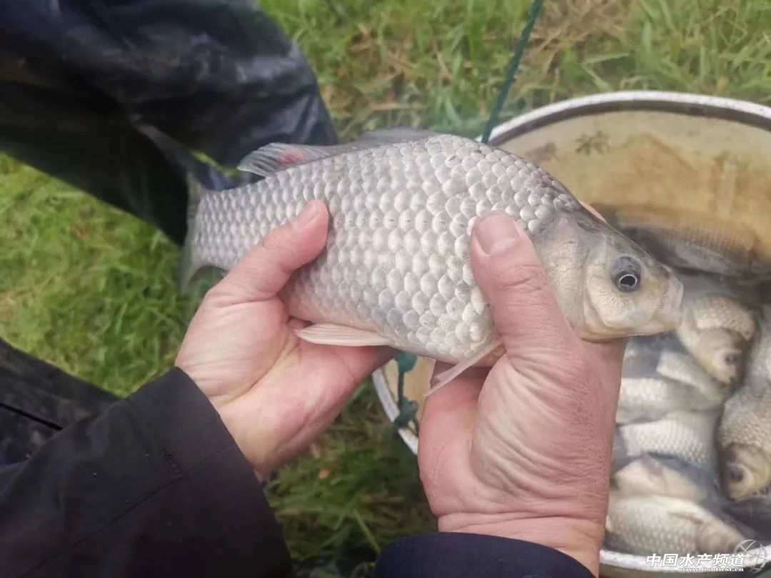 鲫鱼出血病最快的治疗方法,鲫鱼行情最新消息