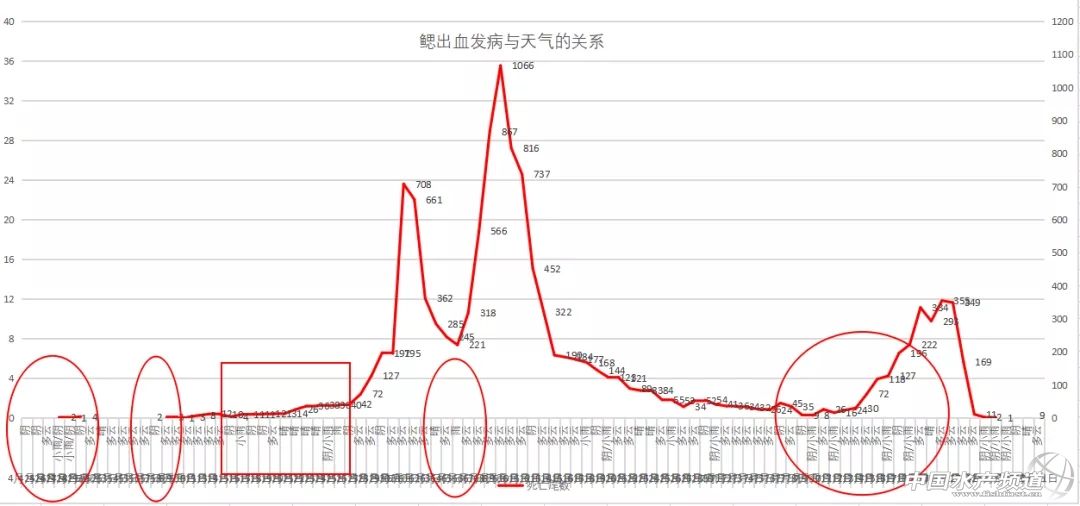 鲫鱼出血病最快的治疗方法,鲫鱼行情最新消息