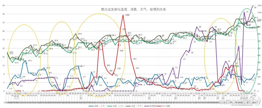 鲫鱼出血病最快的治疗方法,鲫鱼行情最新消息
