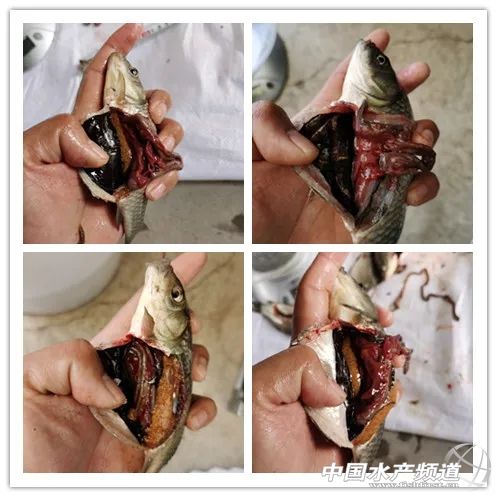 鲫鱼出血病最快的治疗方法,鲫鱼行情最新消息