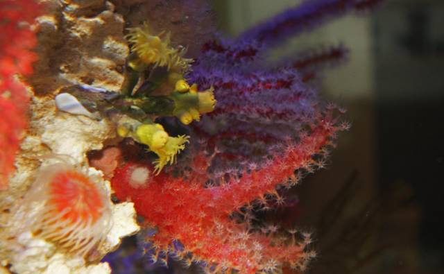 海水疾病,海水鱼疾病图鉴