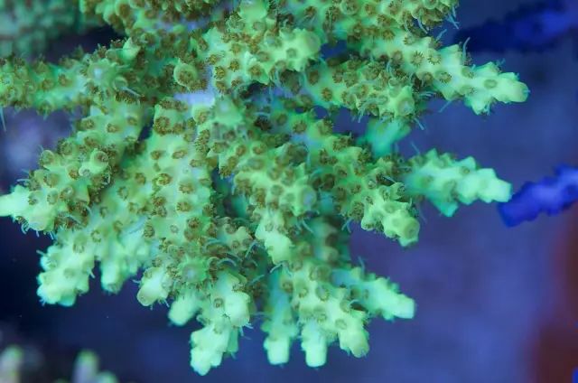 海水疾病,海水鱼疾病图鉴