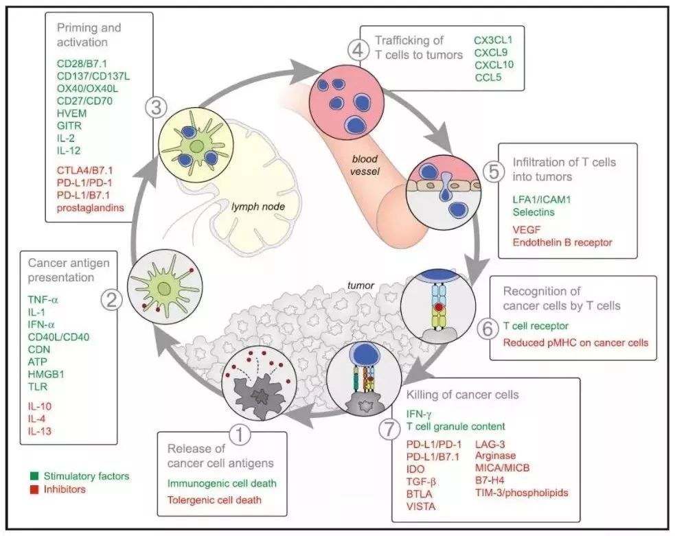 癌症的免疫治疗文献综述论文,综述癌症的免疫细胞疗法