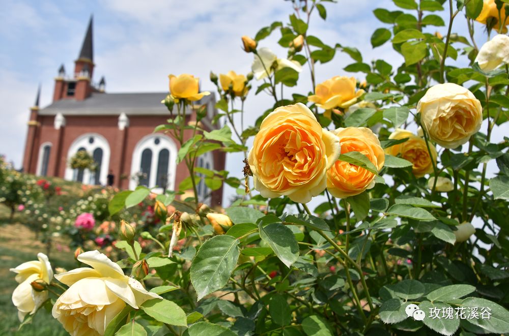 夏日避暑胜地高铁直达,坐动车可直达哪些地方避暑