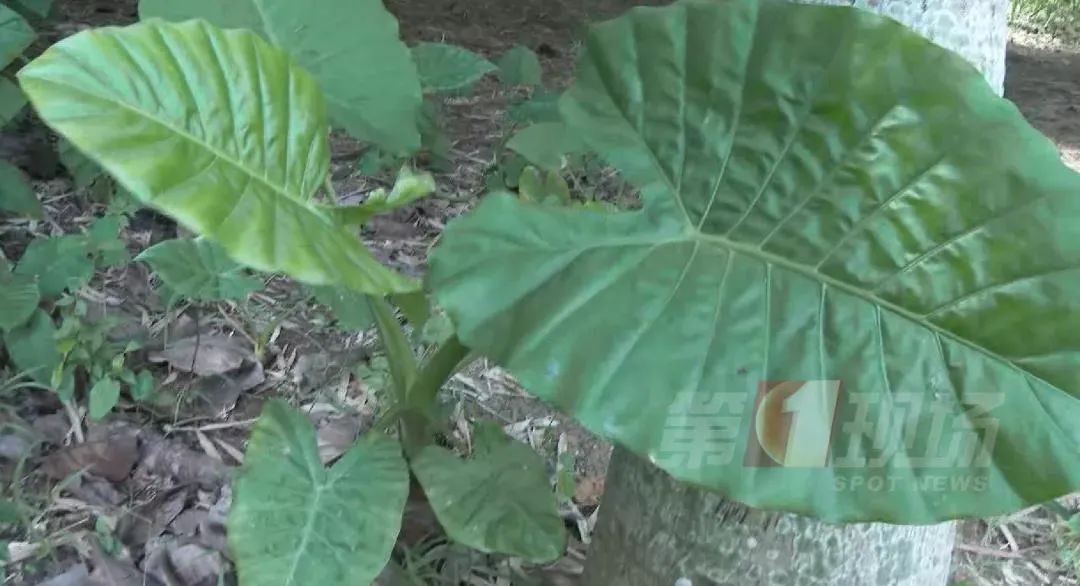 女子下雨咬叶子中毒,登山遇雨咬叶子挡雨中毒