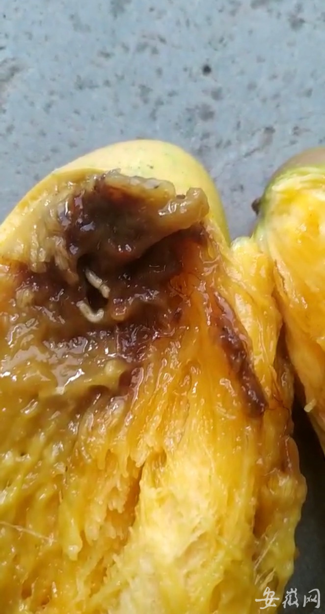 网友买芒果吃出了一个黑色的蛆,芒果网上买有虫子怎么解决