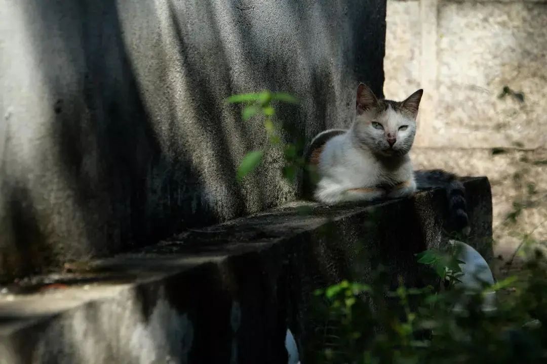 鼓浪屿超美风景,鼓浪屿排名前十名