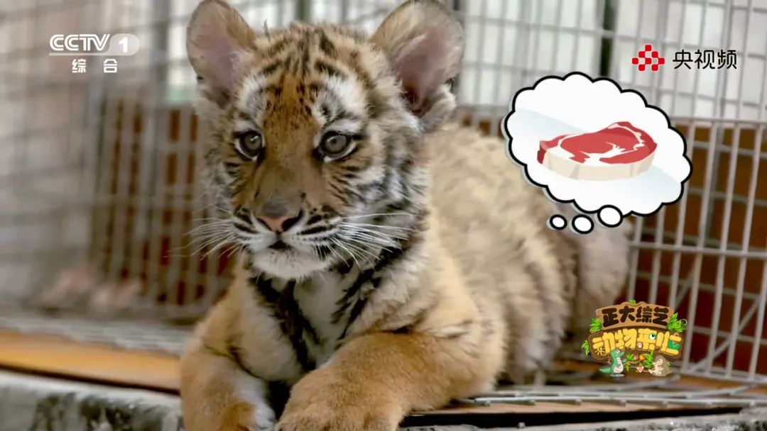 上“体育课”、怕打针，今天18:00档《动物来啦》带您看看动物们的成长烦恼