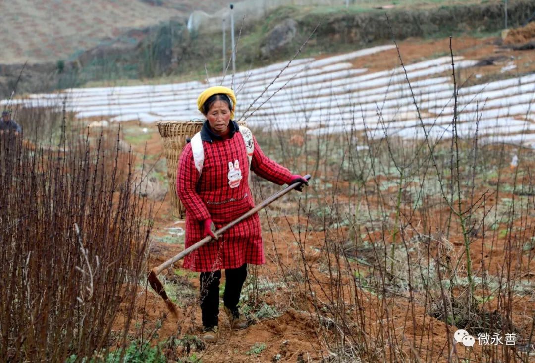 永善小贡椒种植基地,昭通永善县的支柱产业