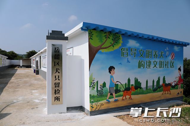 路上遇到流浪犬怎么带回家,路上看到流浪狗怎么联系抓捕