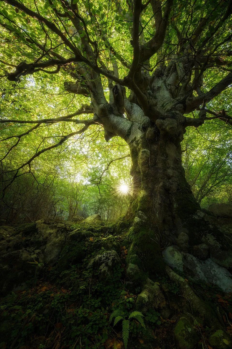 世界最绿颜色,世界上最绿的图片