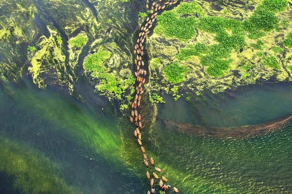 世界最绿颜色,世界上最绿的图片