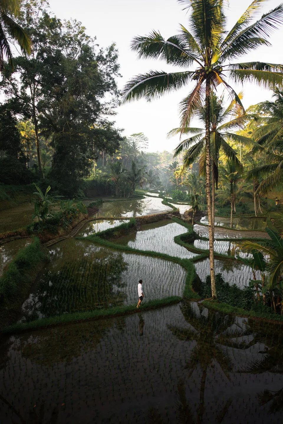 世界最绿颜色,世界上最绿的图片