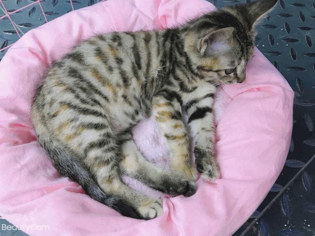 high蹦床主题乐园,高空旋转秋千游乐场