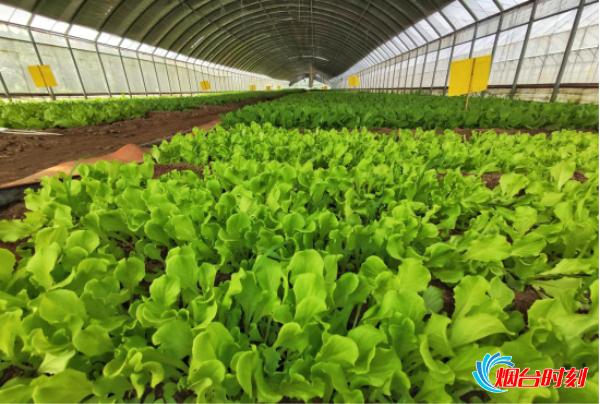 烟台民营企业隐形冠军,聪颖农业助力春耕生产降本增效