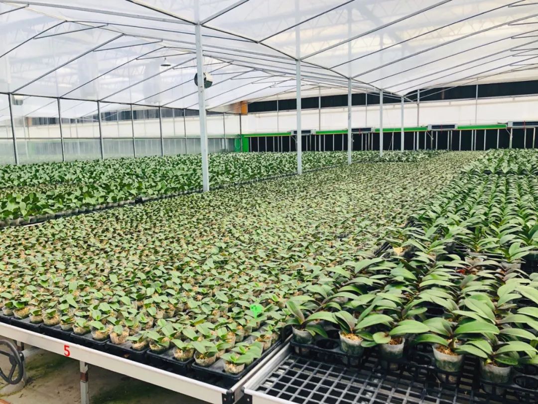 广东翁源兰花年产值超30亿,蝴蝶兰广东年产量