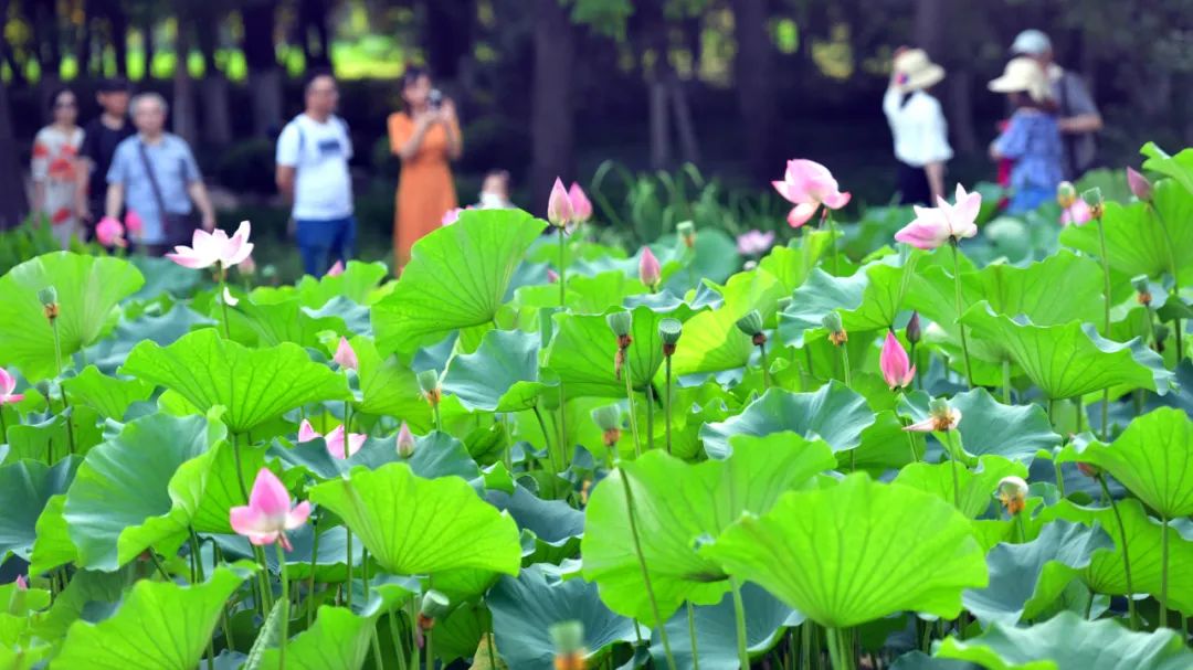 洛阳打卡攻略,洛阳打卡必去的十大景点