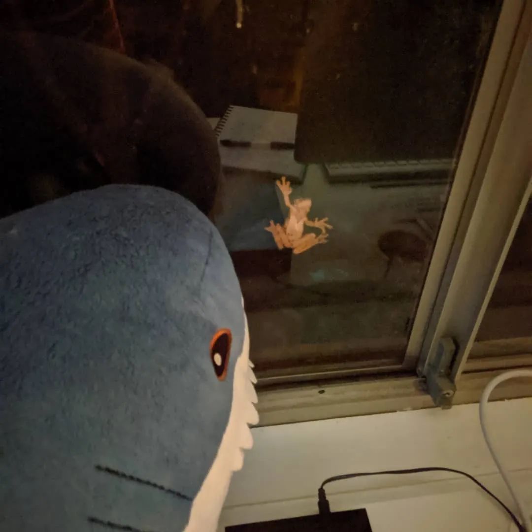 宜家大鲨鱼便宜,宜家大鲨鱼值得入手吗