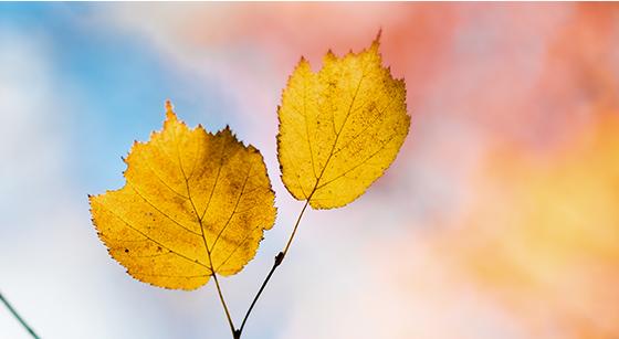 马桥镇这个村，不仅把矿山建成了乐园，还让矿区变成了花海