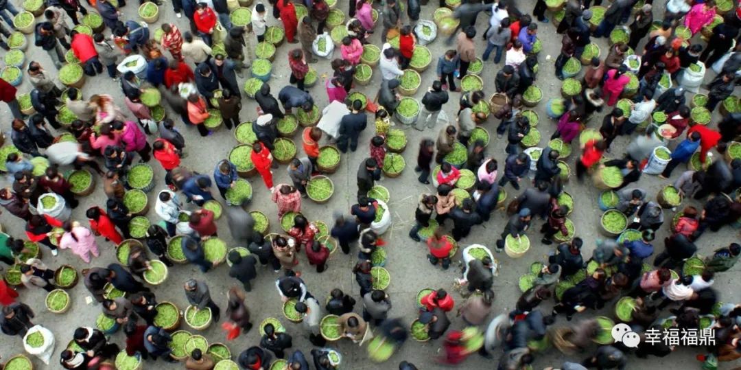 点头茶叶交易中心建设,点头镇茶叶城开发