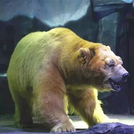 广西极地海洋馆免费吗,广西极地超大海洋馆电话