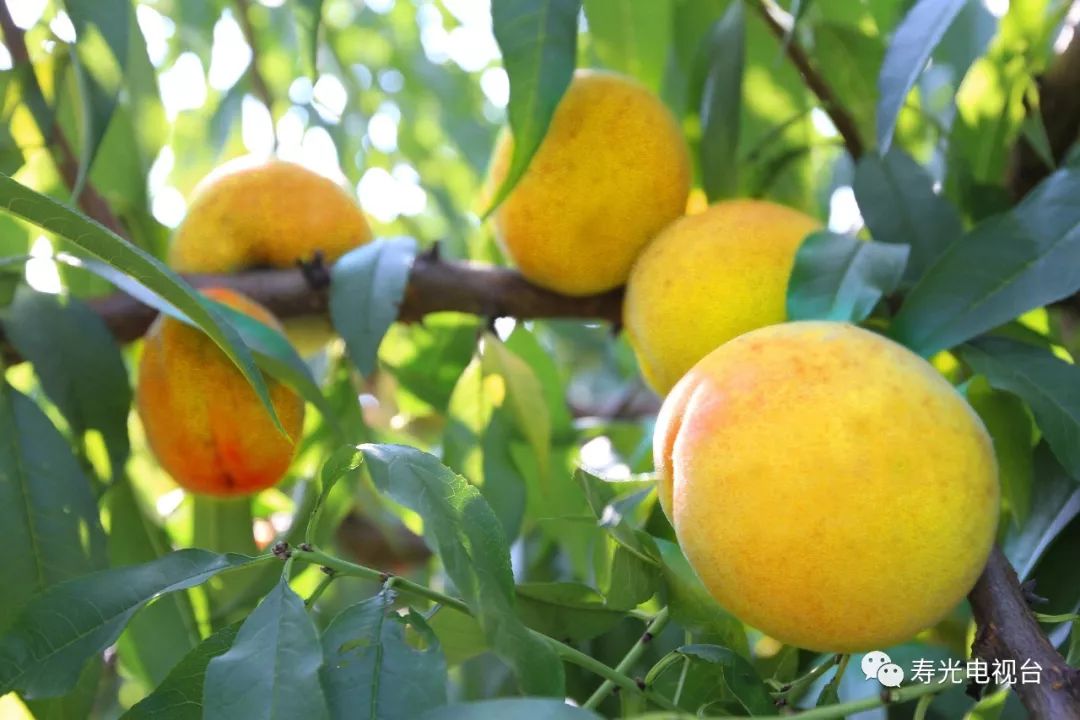 寿光吃的特产是什么,寿光十大特产