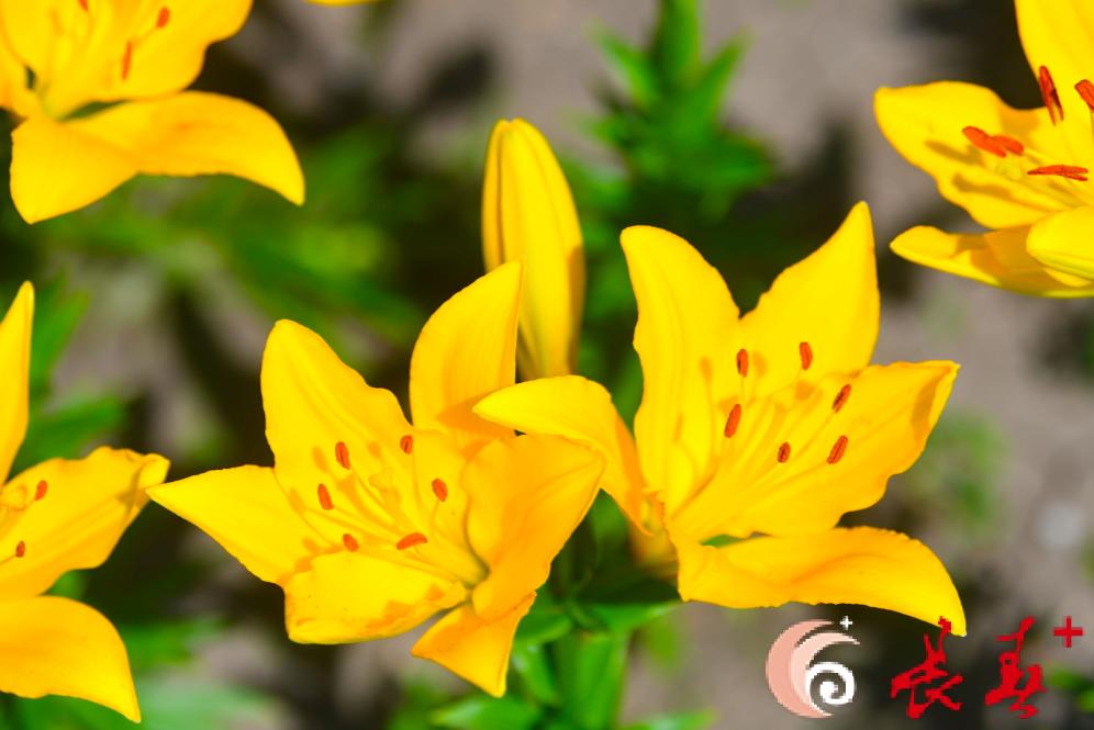 长春最佳百花园赏花季节,长春有什么好看的花海