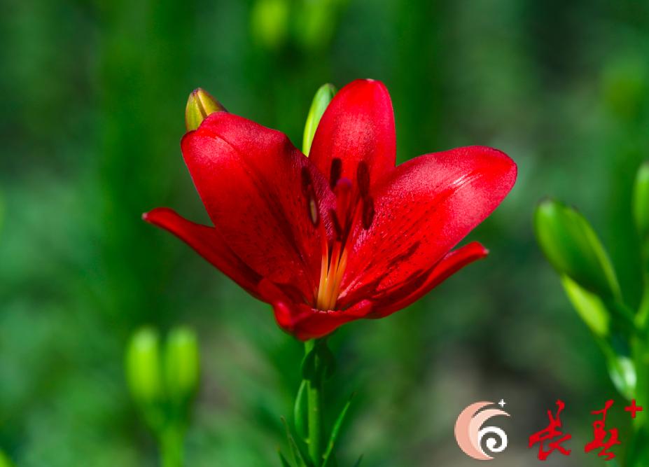 长春最佳百花园赏花季节,长春有什么好看的花海