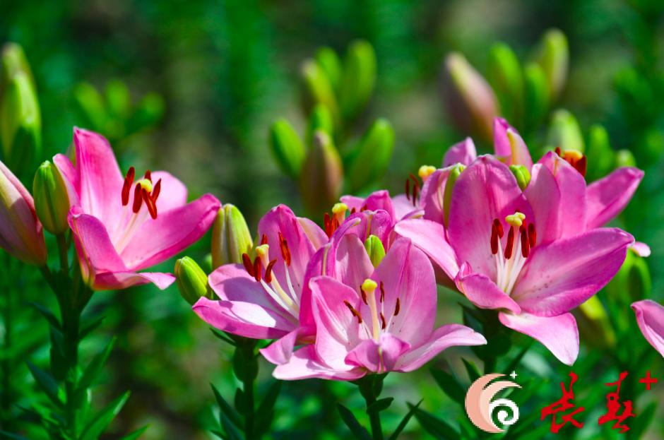 长春最佳百花园赏花季节,长春有什么好看的花海