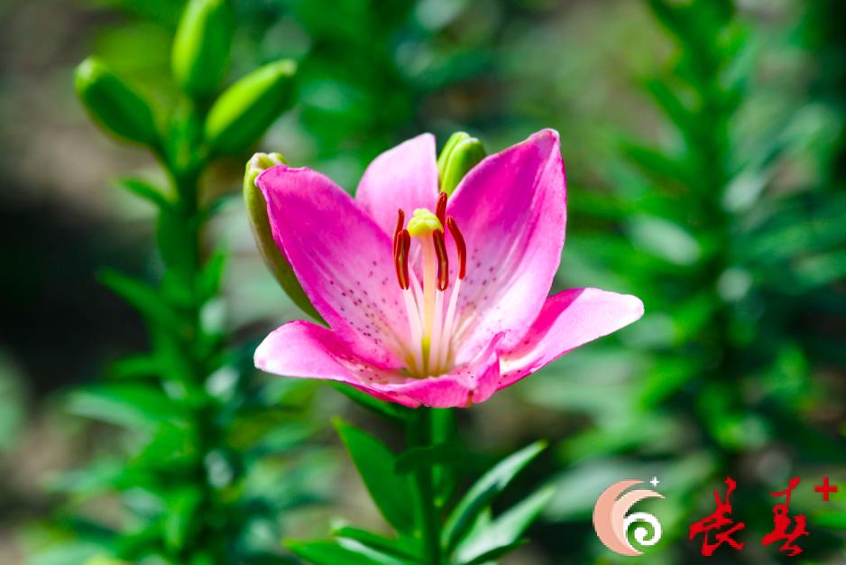 长春最佳百花园赏花季节,长春有什么好看的花海